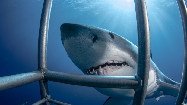The Ultimate Shark Week Watch: 2021